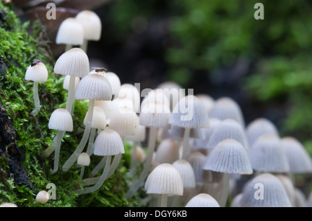 Les champignons (Coprinus sp.) sur une souche d'une mousse verte Banque D'Images