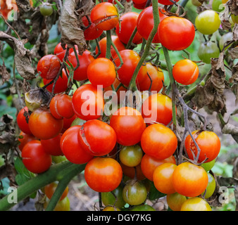 Tomate Braunfaeule - tomate mildiou 02 Banque D'Images