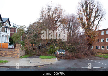 Chiswick, Londres, Royaume-Uni. 28 Oct, 2013. Deux véhicules écrasés par un arbre tombé à Chiswick, blocage Bolton Road peu avant 8 h du matin. La tempête, appelé St Jude, a introduit le plus de vent, la météo à frapper le Royaume-Uni depuis 1987. Crédit : Chris Frost/Alamy Live News Banque D'Images