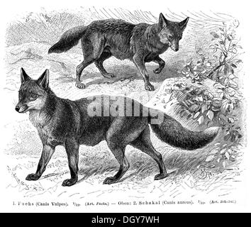 Fox (Canis vulpes) et le chacal (Canis aureus), illustration de Meyers Konversations-Lexikon encyclopédie, 1897 Banque D'Images