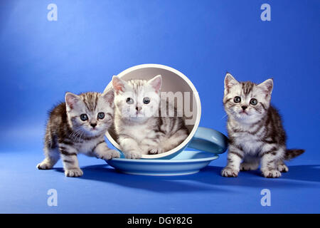 British Shorthair, trois chatons avec tasse et plaque Banque D'Images