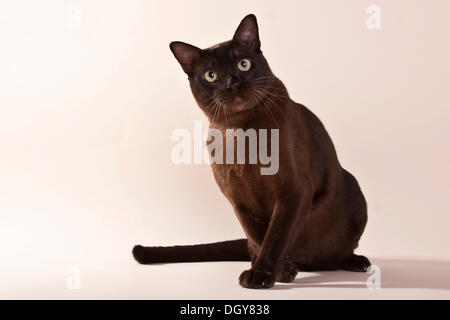 Chat birman chocolat assis se penchant sur le côté Banque D'Images