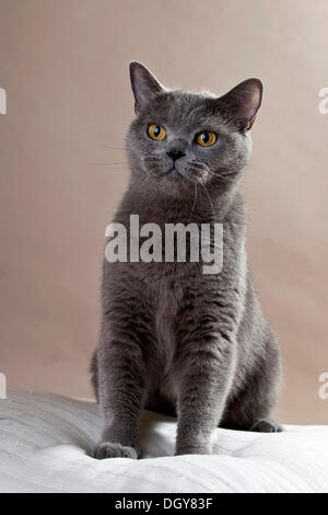 Chat British Shorthair bleu, assis Banque D'Images