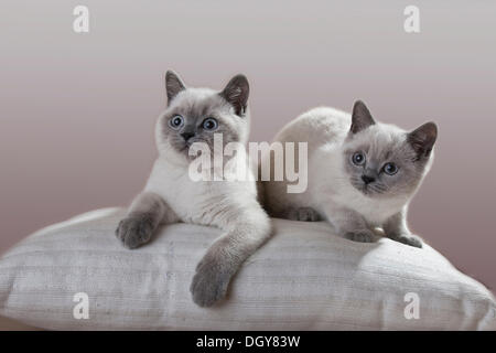 Deux points bleu chatons British Shorthair Banque D'Images