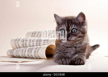 Couleur de fumée noire British Shorthair chaton couché à côté de sheet music Banque D'Images
