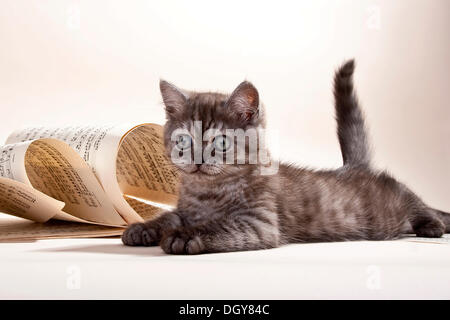 Couleur de fumée noire British Shorthair chaton couché à côté de sheet music Banque D'Images