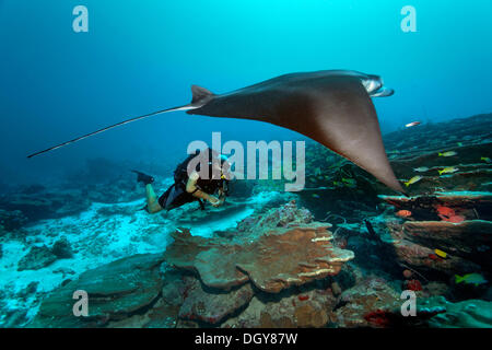 Scuba Diver avec un recycleur circuit fermé Buddy Inspiration l'observation d'un récif manta (manta alfredi), la plongée technique Banque D'Images