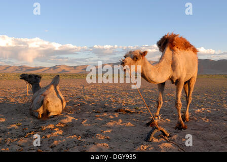 Deux chameaux dans la lumière du soir devant les grandes dunes de sable Khorgoryn Els dans le désert de Gobi Banque D'Images
