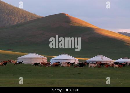 Dans le evenin moutons et chèvres sont entraînés dans un grand troupeau près du camp de yourte ou ger camp, des prairies sur l'Orkhon waterfall Banque D'Images