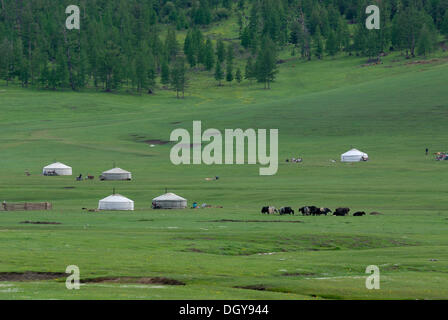 Summer Camp mongol des nomades avec leurs troupeaux de yaks, mongole, tentes rondes ger ou d'une yourte dans le parc verdoyant à proximité de l'Khuisiin Banque D'Images