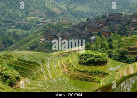 Des célèbres rizières en terrasse de Longji 'épine dorsale du Dragon" ou "vertèbre de the dragon' pour la culture du riz paddy, Dazhai, Ping'an Banque D'Images