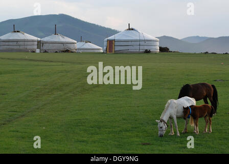 Les chevaux, mare et les poulains en face de yourtes mongoles gers ou, à l'Orkhon, Cascade de l'Orkhon, Khuerkhree Kharkhorin Banque D'Images