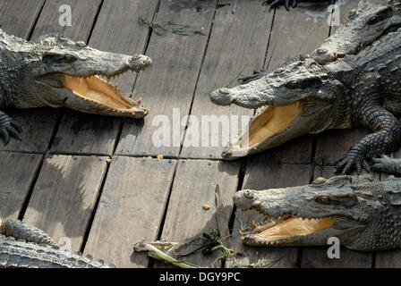 Les crocodiles (Crocodilia) dans une ferme de crocodile sur le lac Tonle Sap, Siem Reap, Cambodge, Asie du Sud, Asie Banque D'Images