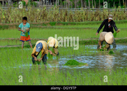 Les champs de riz, les enfants et les adolescents au cours de la plantation de riz, riz humide au centre du Laos, Tham Kong Lor, Khammouane, Laos Banque D'Images