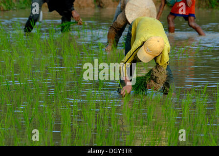 Les champs de riz, les enfants et les adolescents au cours de la plantation de riz, riz humide au centre du Laos, Tham Kong Lor, Khammouane, Laos Banque D'Images