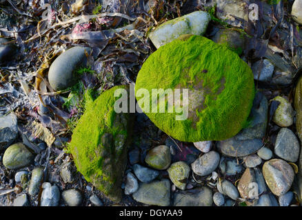 Les algues et les gros rochers sur la côte du village de pêcheurs de Crovie, Banffshire, Ecosse, Royaume-Uni, Europe Banque D'Images