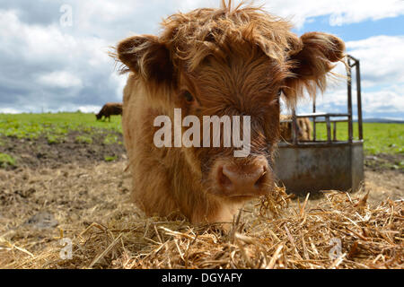 Les jeunes vaches highland écossais ou Kyloe, Ecosse, Royaume-Uni, Europe Banque D'Images