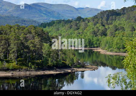 Caledonian les pins (Pinus sp.), Glen Affric, Cannich près d'Inverness, Écosse, Royaume-Uni, Europe Banque D'Images