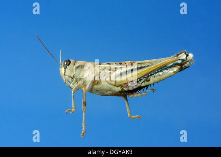 Sauterelle, close-up , low angle view Banque D'Images