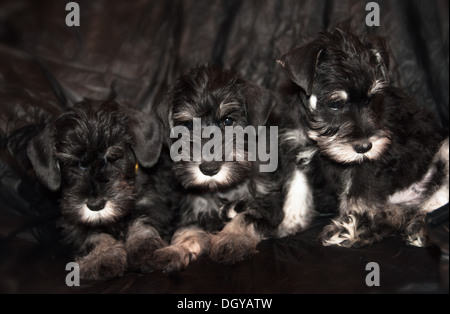 Trois Chiots Schnauzer sur fond noir Banque D'Images