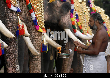 Les éléphants décorés et prêtres hindous, Pooram Thrissur, festival, Kerala, Inde du Sud, Inde, Asie Banque D'Images