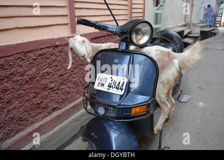 Chèvre sur un scooter, Dungarpur, Rajasthan, Inde, Asie Banque D'Images