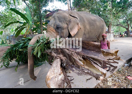 Groupe de l'éléphant, éléphant d'Asie (Elephas maximus), Thrissur, Kerala, Inde du Sud, Inde, Asie Banque D'Images