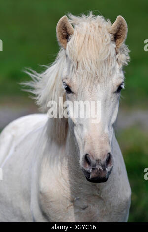 Cheval islandais (Equus ferus caballus), péninsule Snaefells, Islande, Europe Banque D'Images