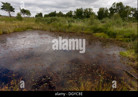 Sur l'étang de la réserve naturelle nationale commune Chobham, géré par Surrey Wildlife Trust, Surrey. Banque D'Images