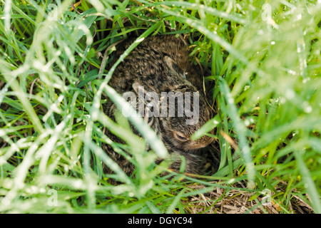 European Brown Hare (Lepus europaeus). Deux levrauts se cacher dans l'herbe Banque D'Images