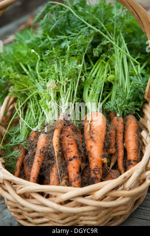 Botte de carottes fraîchement cueillies dans panier en osier Banque D'Images