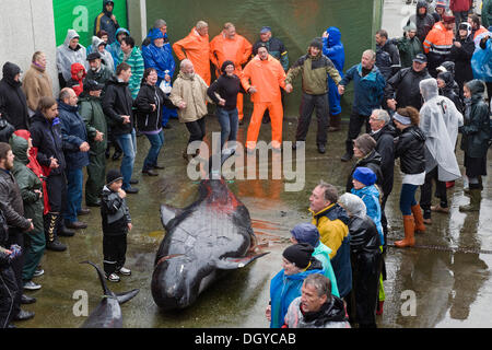 Danse traditionnelle autour d'un tué globicéphale noir (Globicephala melas), le Marin's Day, Klaksvik, Borðoy, Îles Féroé Banque D'Images