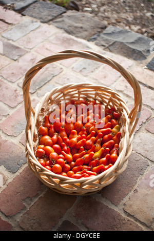 Panier en osier de tomates fraîchement cueillies sur le porche Banque D'Images