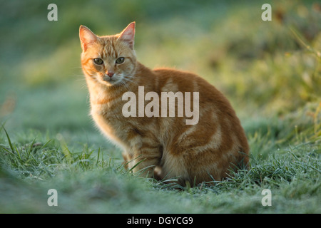 Chat domestique. Red tabby hot sitting in grass Banque D'Images