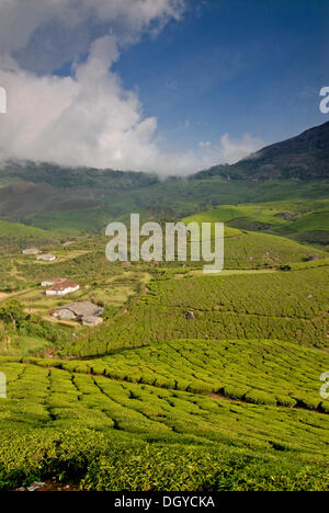 Les plantations de thé, près de Munnar, Western Ghats, Kerala, Inde du Sud, Inde, Asie Banque D'Images