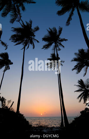 Palmiers, coucher du soleil, soir, humeur Bangaram Island, Îles Lakshadweep ou dorsale Chagos-Maldives, mer d'Oman, l'Inde du Sud, Inde, Asie Banque D'Images