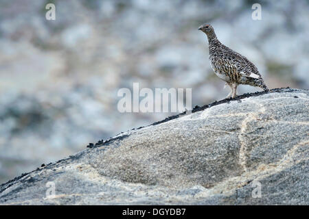 Le Lagopède alpin (Lagopus muta), Johan Petersen Fjord, Est du Groenland Banque D'Images