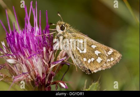 Silver-spotted Skipper papillon, l'Hesperia comma se nourrissant de Chardon acaule, chalk ; downland Hants. Banque D'Images