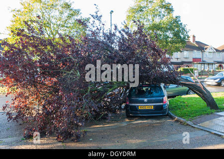 Londres, Royaume-Uni. 28 Oct, 2013. Un arbre déracinés rat au sommet d'une voiture sur l'Avenue Whitton en Northolt l'ouest de Londres, à la suite des forts vents d'une tempête qui a balayé le sud de la Grande-Bretagne. Londres, Royaume-Uni 28 octobre 2013.La tempête, appelé St Jude, a introduit le plus de vent, la météo à frapper le Royaume-Uni depuis 1987. Credit : martyn wheatley/Alamy Live News Banque D'Images