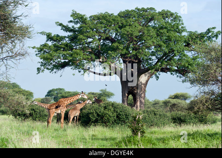 Les Girafes (Giraffa camelopardalis) naviguant sur les buissons sous un Baobab (Adansonia digitata), Parc national de Tarangire, Tanzanie Banque D'Images