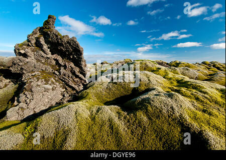 Envahi par la lave avec longue frange-moss (Racomitrium elongatum), Ytra Hraun, près de Kirkjubaejarklaustur, Kirkjubaejarklaustur Banque D'Images