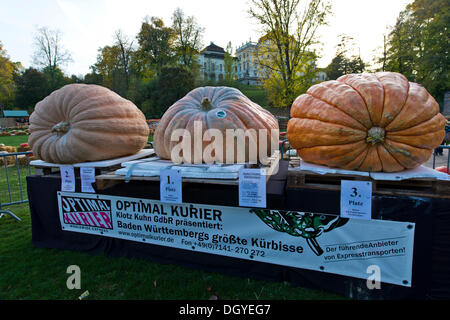 Concours de la plus grosse citrouille, citrouille citrouilles géantes, exposition, Ludwigsburg, Bade-Wurtemberg Banque D'Images