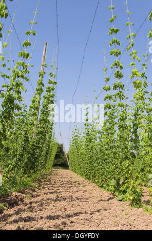 Domaine de houblon (Humulus), la culture du houblon dans le Hallertau, Holledau ou Hollerdau salon, Mainburg, Bavière Banque D'Images