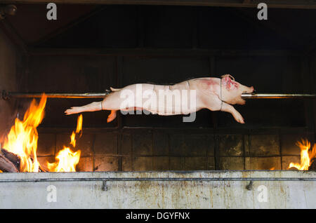 Un cochon de lait est rôti sur un feu ouvert, Veli Losinj, Losinj Island, Mer Adriatique, golfe de Kvarner, Croatie, Europe Banque D'Images