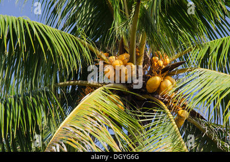 Coco sur un cocotier (Cocos nucifera), Candi Dasa, Bali, Indonésie Banque D'Images