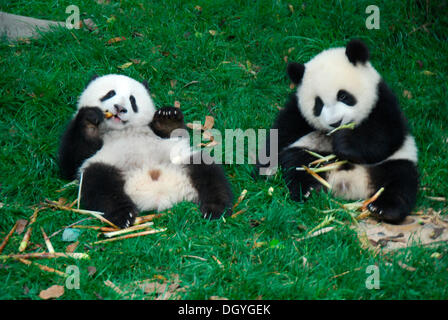 Les pandas (Ailuropoda melanoleuca bébé), 8-18 mois, au petit-déjeuner, Base de recherche de reproduction des pandas géants, Chengdu, Chine, Asie Banque D'Images