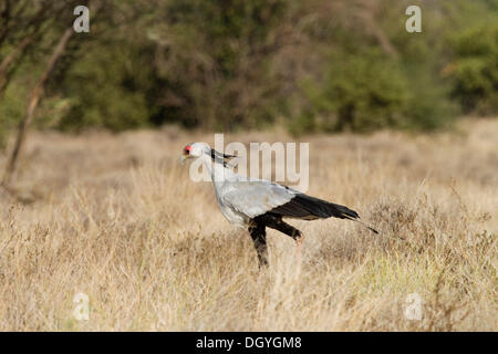 Oiseau (secrétaire), près de Sagittaire serpentarius Omorate, vallée de l'Omo, Ethiopie, Afrique du Sud Banque D'Images