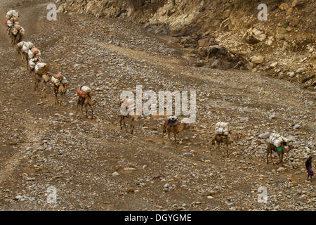 Caravane de chameaux transportant du sel de la mines en dépression Danakil, Dallol et Mekele, Ethiopie, Afrique Banque D'Images