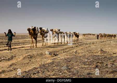 Caravane de chameaux transportant des mines de sel de la dépression Danakil, Dallol en Ethiopie, Afrique, Banque D'Images