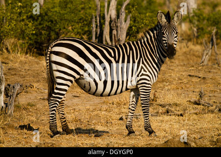 Le zèbre de Burchell (Equus burchellii), Mana Pools National Park, Zimbabwe, Africa Banque D'Images